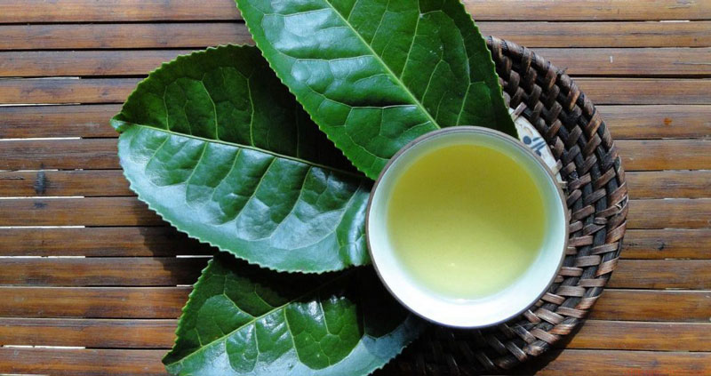 trà xanh giúp tăng tuối thọ